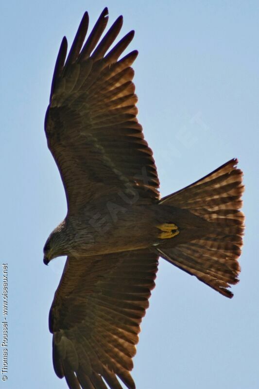 Black Kitejuvenile