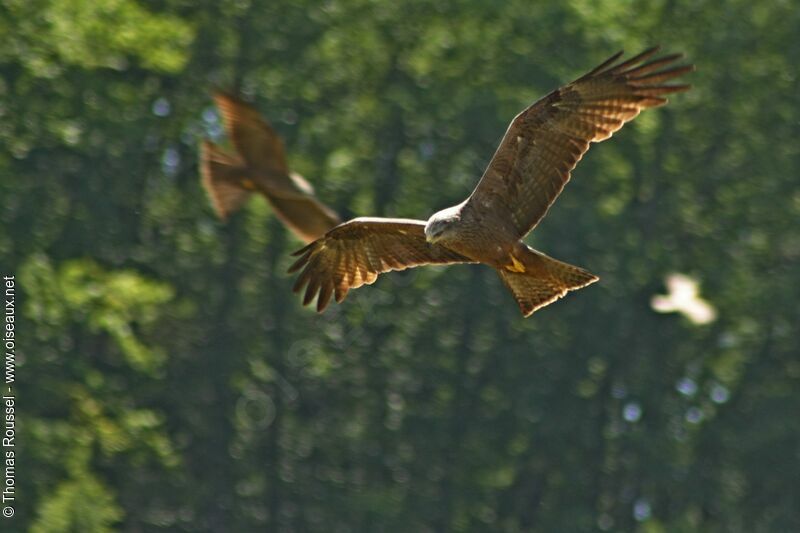 Black Kite