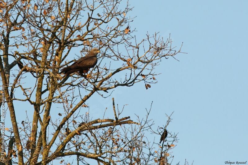 Black Kite