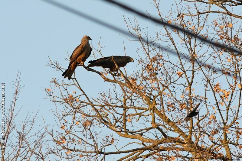 Black Kite