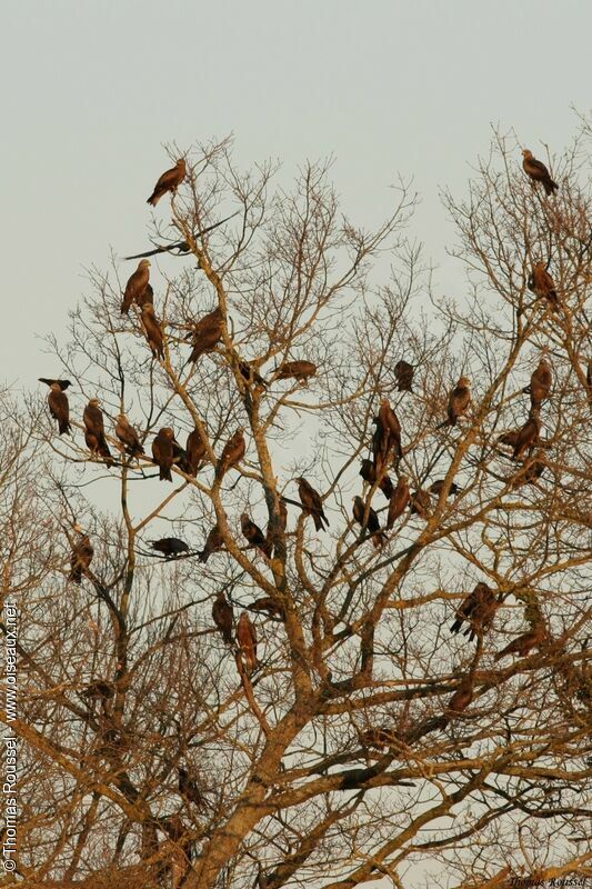 Black Kite, Behaviour