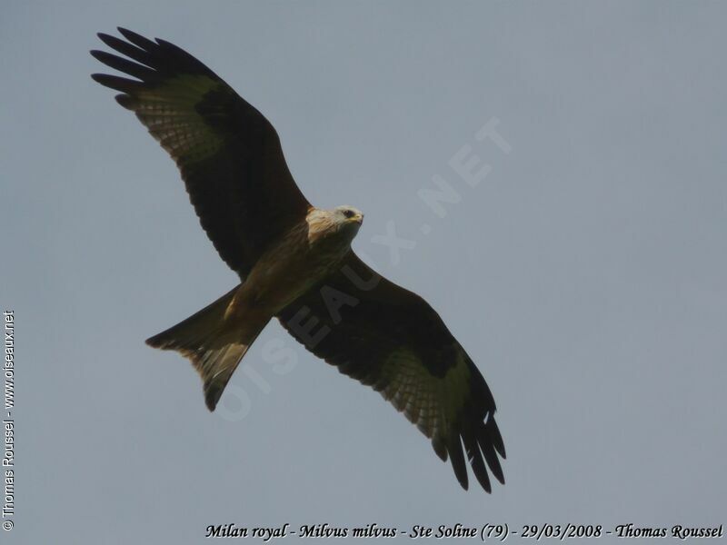 Red Kiteadult, Flight