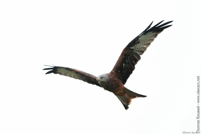 Red Kite