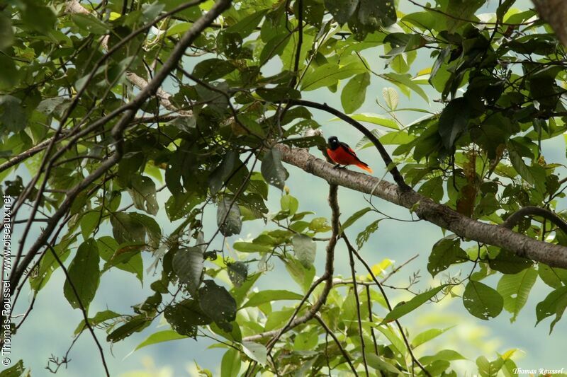 Long-tailed Minivet