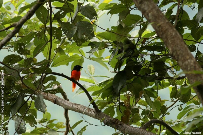 Minivet rouge, identification