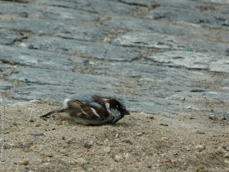 Moineau domestique mâle adulte, Comportement