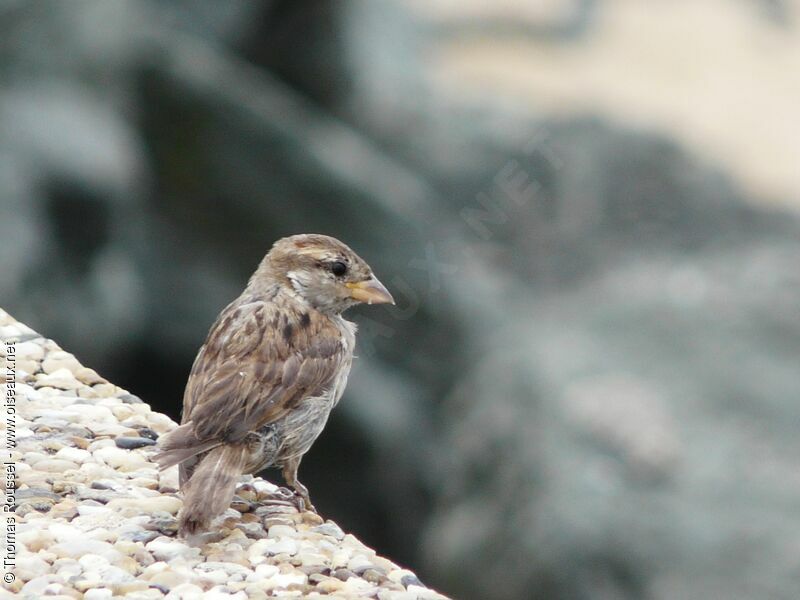 Moineau domestique femelle