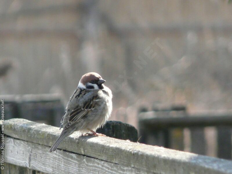 Eurasian Tree Sparrow