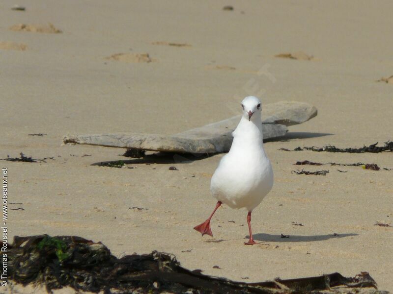 Black-headed Gull