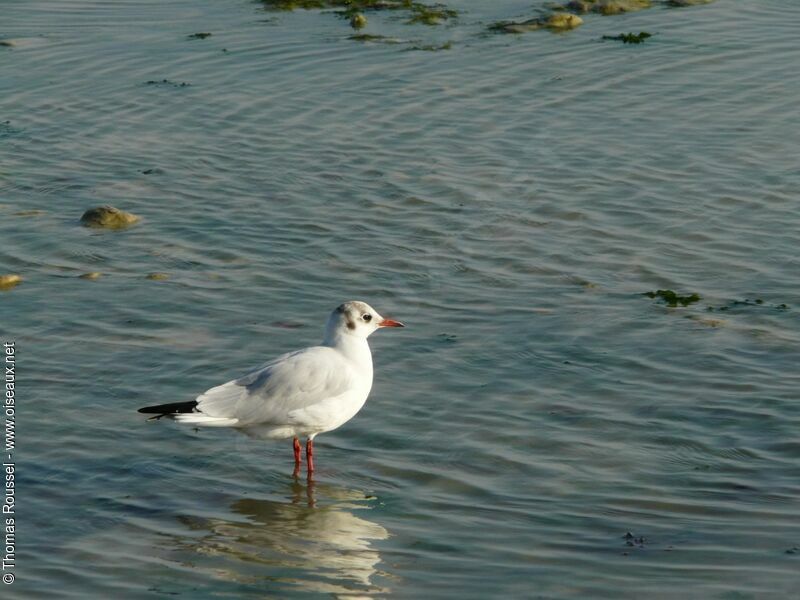 Mouette rieuse