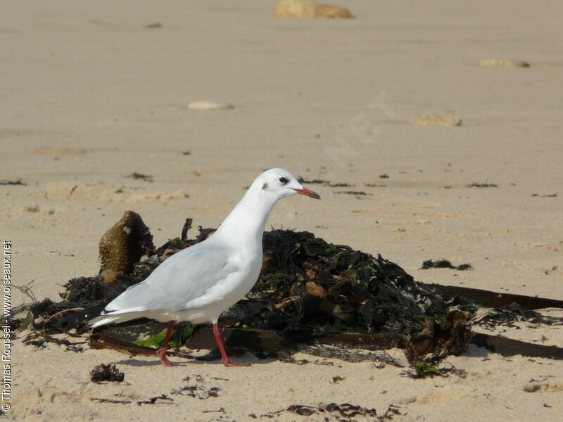 Black-headed Gull