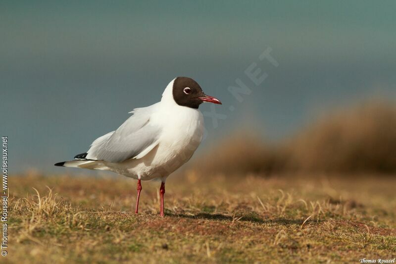 Mouette rieuse, identification