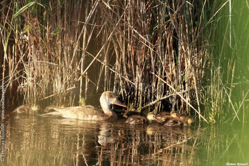 Nette rousse, identification, Nidification