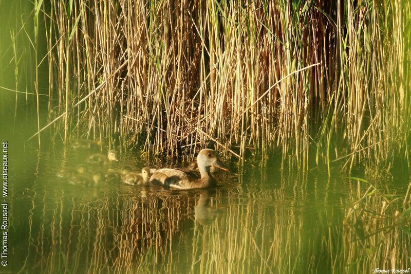 Red-crested Pochard, Reproduction-nesting