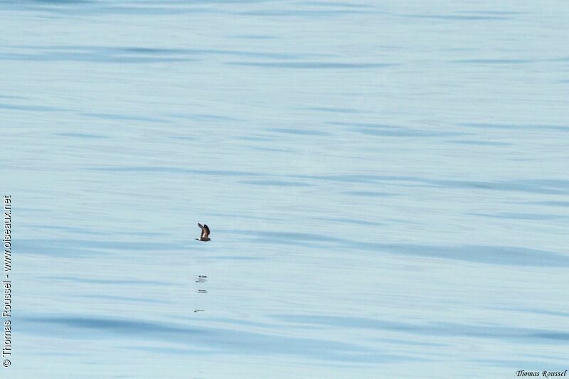 European Storm Petrel