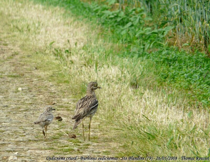 Eurasian Stone-curlew