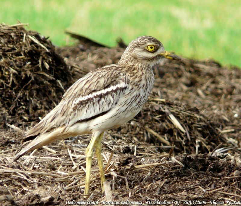 Eurasian Stone-curlewadult