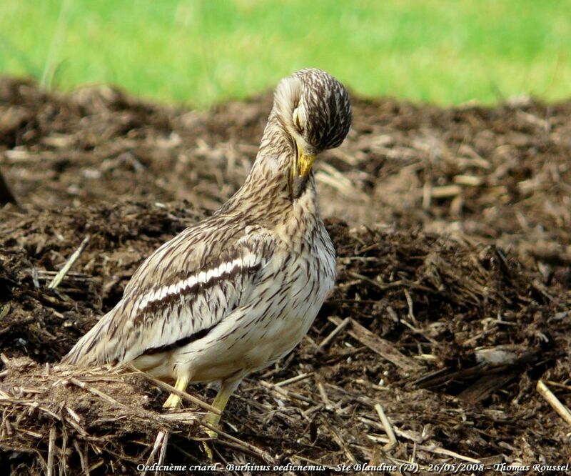 Eurasian Stone-curlewadult, Behaviour