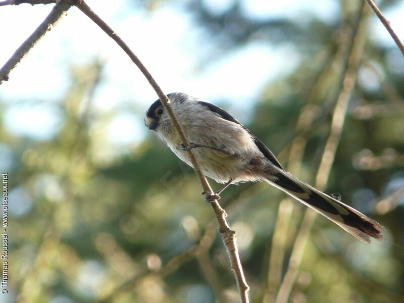 Long-tailed Tit