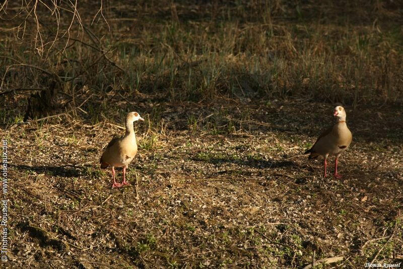 Egyptian Goose