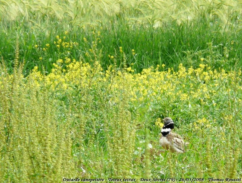 Little Bustard male adult breeding, Behaviour