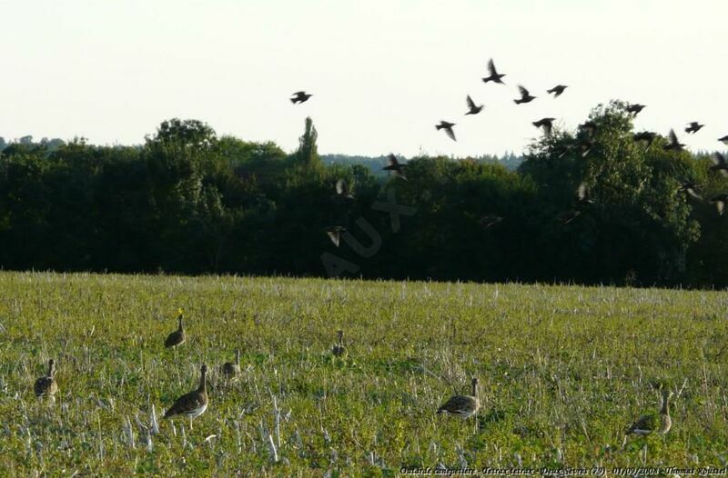 Little Bustard