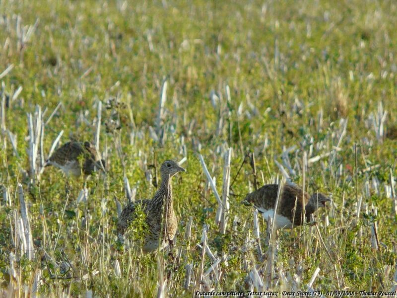 Outarde canepetière