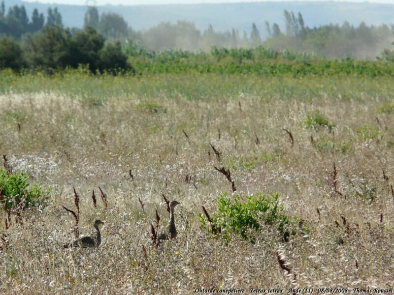 Outarde canepetière