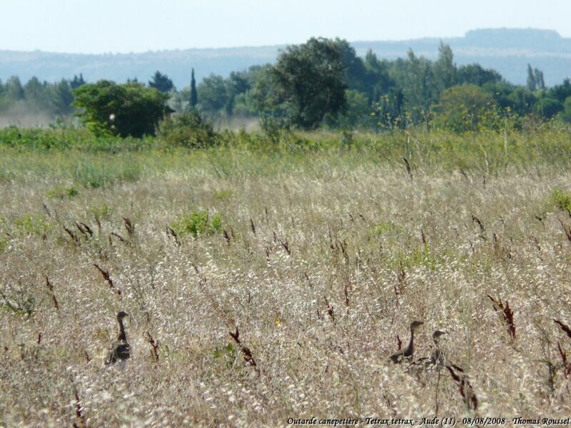 Little Bustard