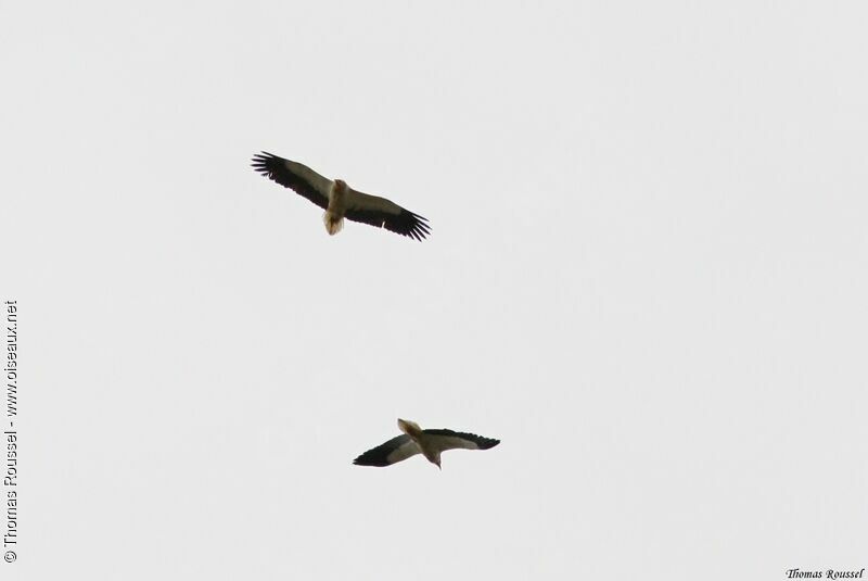 Egyptian Vulture, Flight