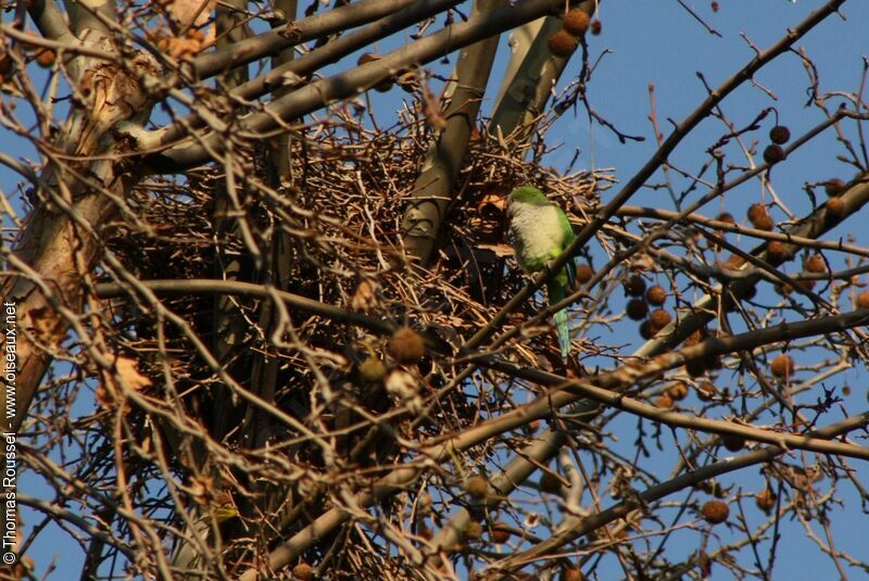 Monk Parakeet