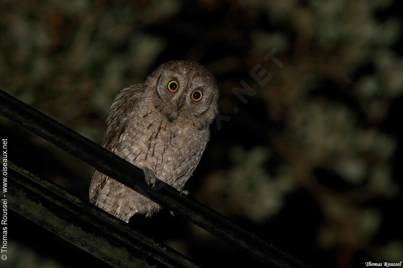 Eurasian Scops Owljuvenile, identification