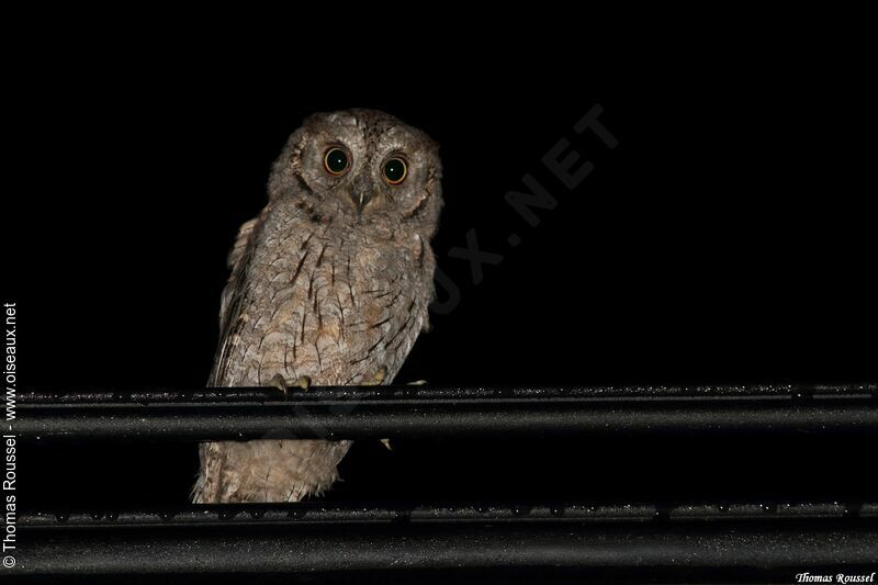 Eurasian Scops Owl