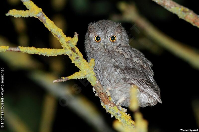 Eurasian Scops Owljuvenile, identification, close-up portrait