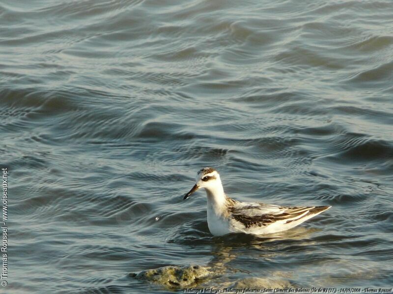 Red Phalarope