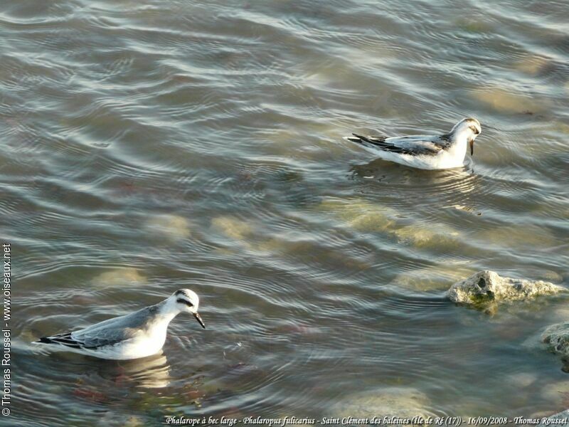 Phalarope à bec large