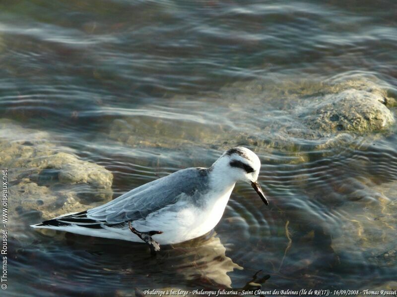 Phalarope à bec large