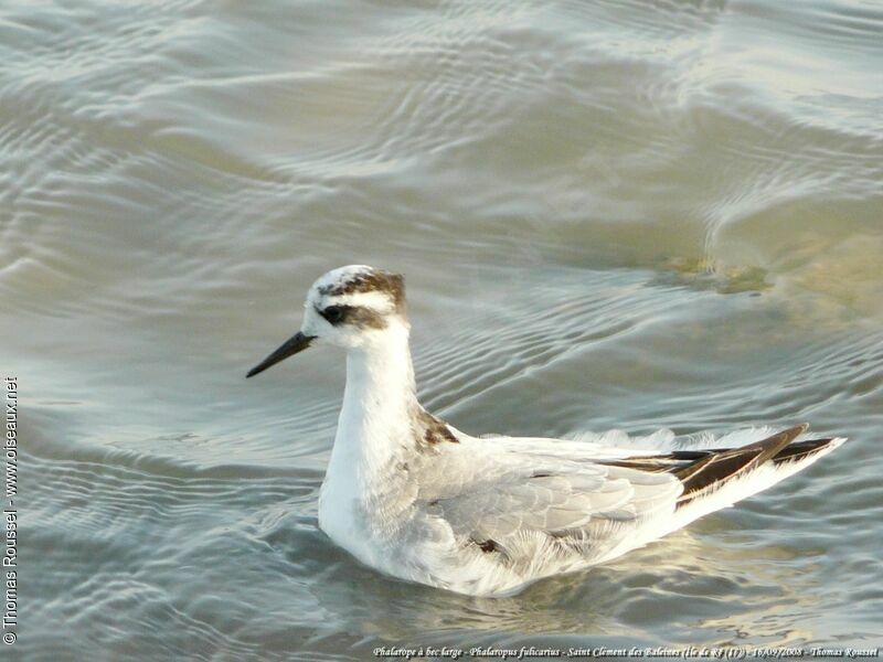 Phalarope à bec large