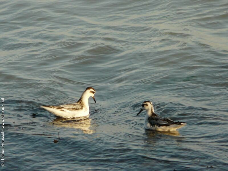 Phalarope à bec large