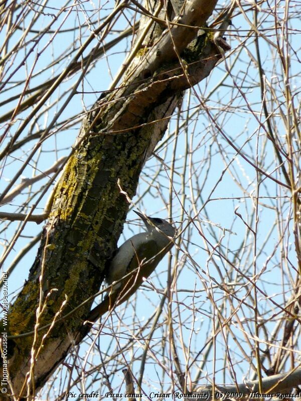 Grey-headed Woodpecker