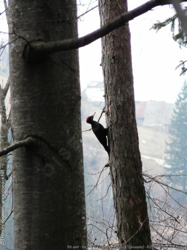 Black Woodpecker male adult