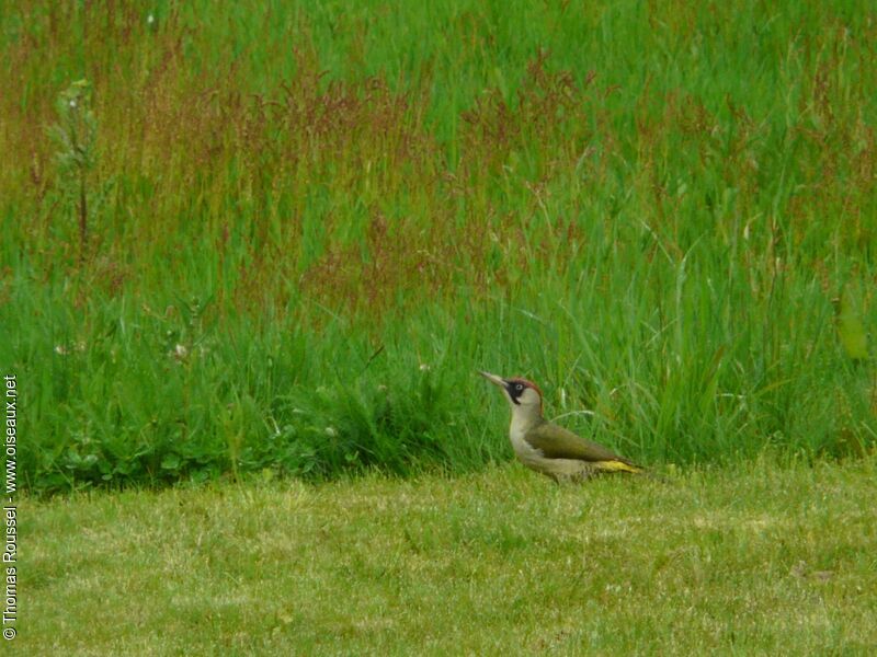 Pic vert femelle adulte, identification