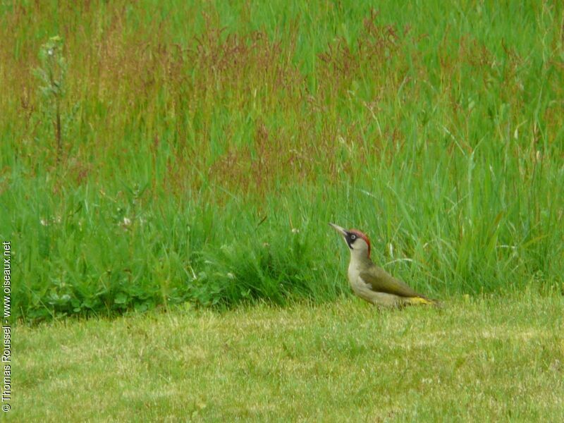 Pic vert femelle adulte, identification