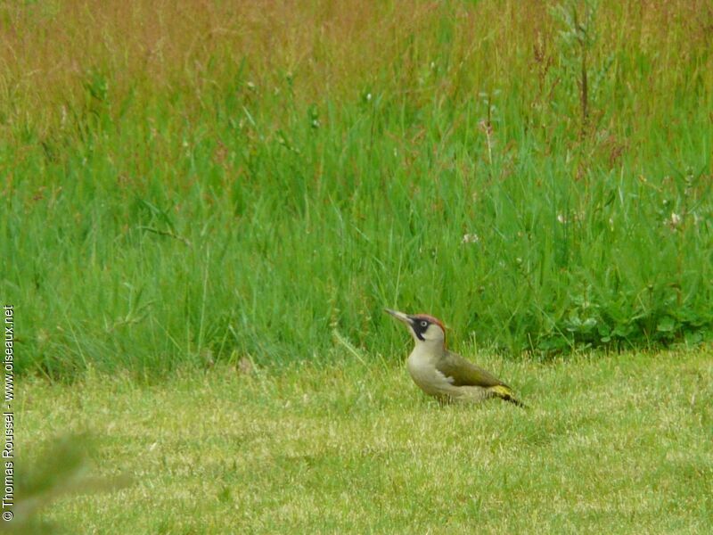 Pic vert femelle adulte, identification