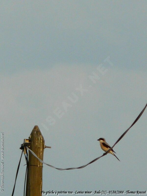 Lesser Grey Shrikeadult