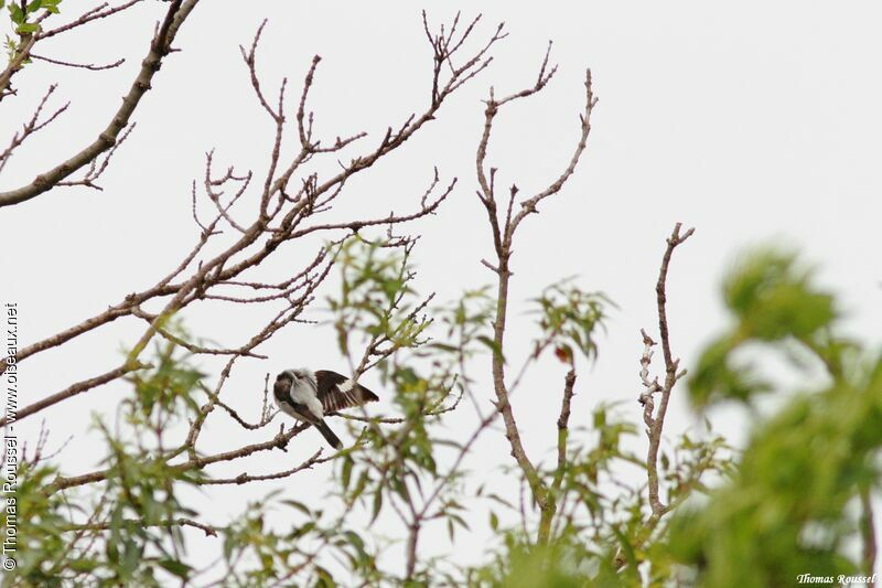 Lesser Grey Shrike