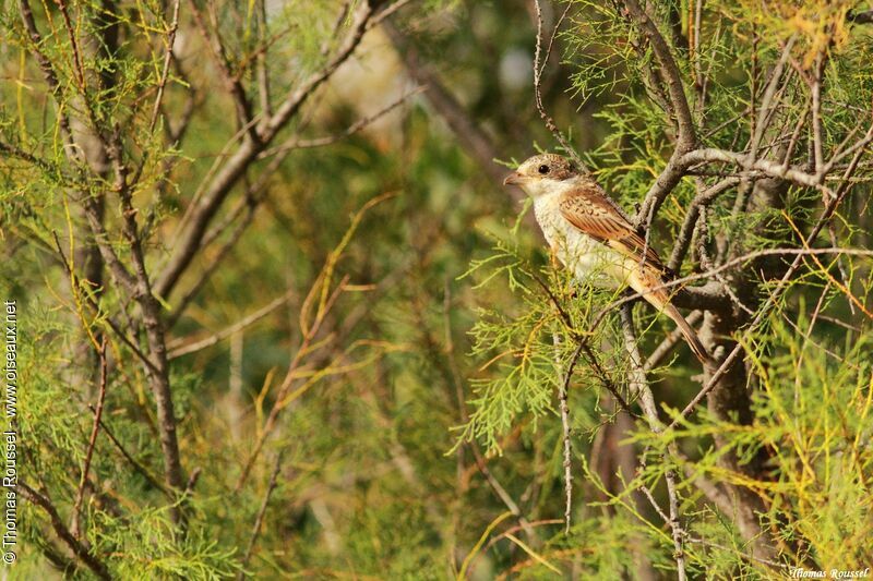 Red-backed Shrikejuvenile