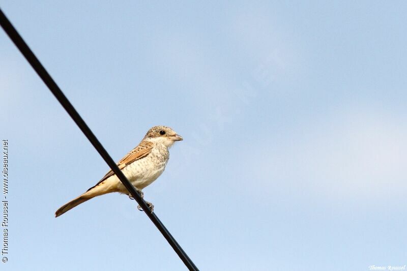 Red-backed Shrikejuvenile