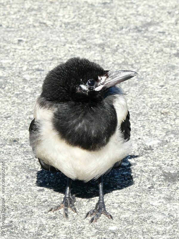 Eurasian Magpiejuvenile, identification