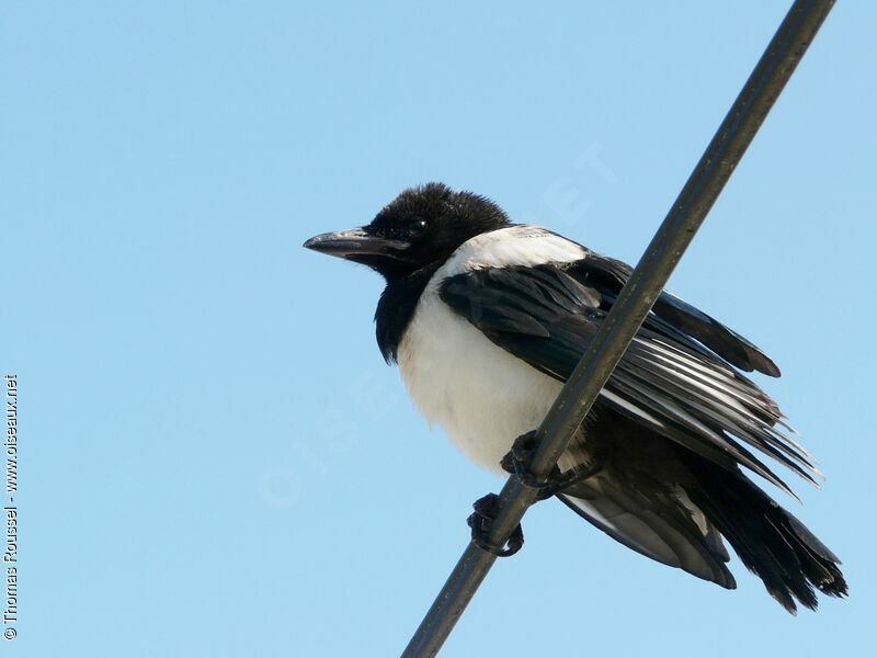 Eurasian Magpiejuvenile, identification